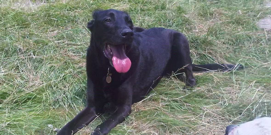 Dog-Charlie