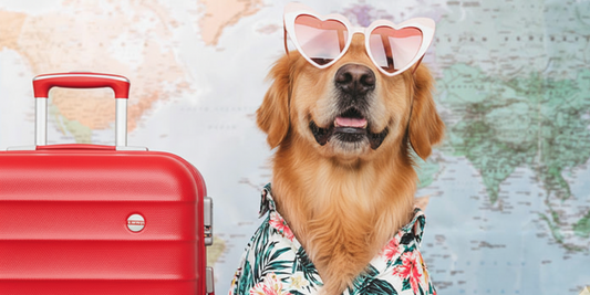 golden-retriever-on-the-trip
