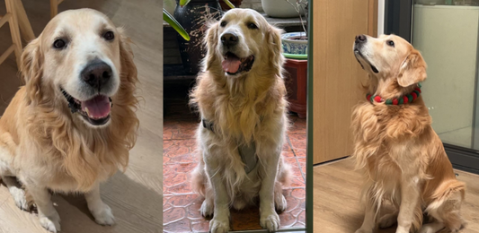 Image of Max