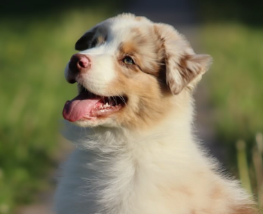 Instacolor Edition - Dog 3D Printed Keepsake