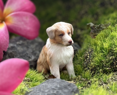 Instacolor Edition - Dog 3D Printed Keepsake