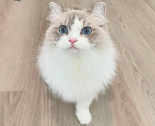 Instacolor Edition - Cat 3D Printed Keepsake