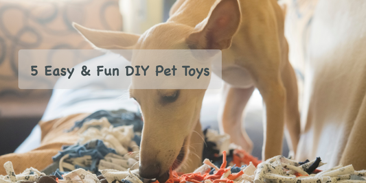 5 Easy & Fun DIY Pet Toys